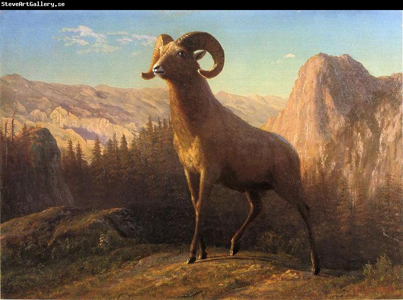 Albert Bierstadt A Rocky Mountain Sheep, Ovis, Montana